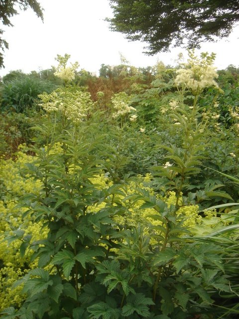 Filipendula ulmaria